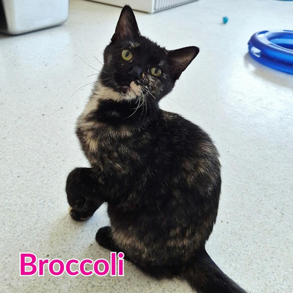 Enlarge Broccoli, a Adoptable mixed breed in North Saint Paul, MN image 2/2