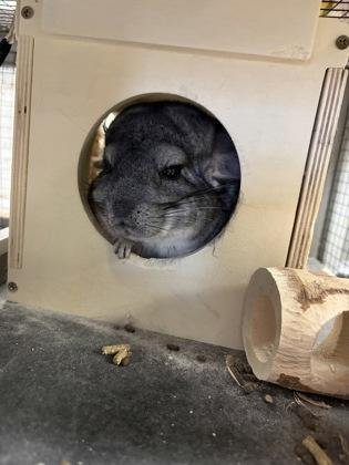 Enlarge Sophie, a Adoptable mixed breed in Lowell, MA image 1/3