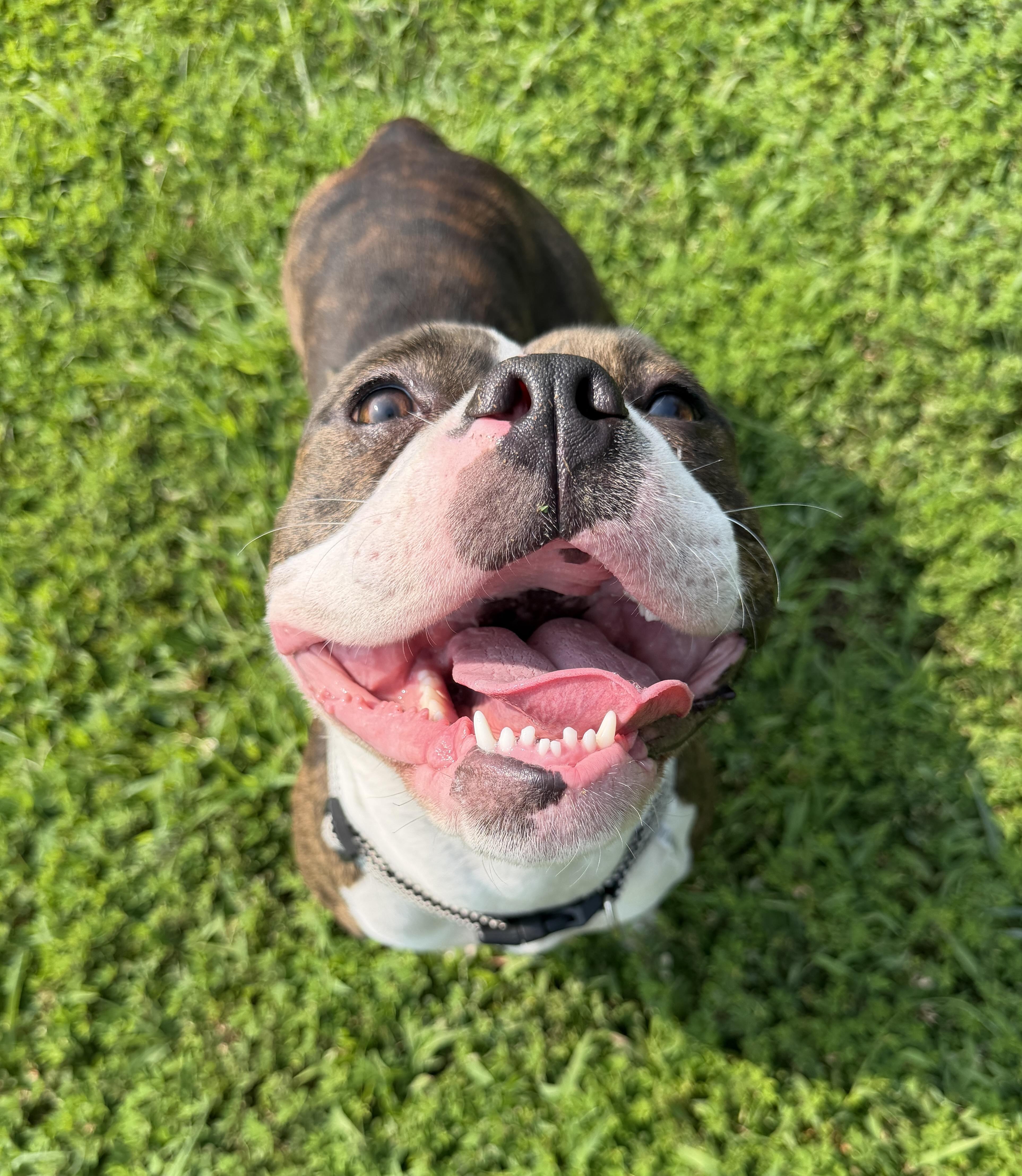 Bee (ID 52403), a Adoptable Boston Terrier in Manassas, VA image 3/3