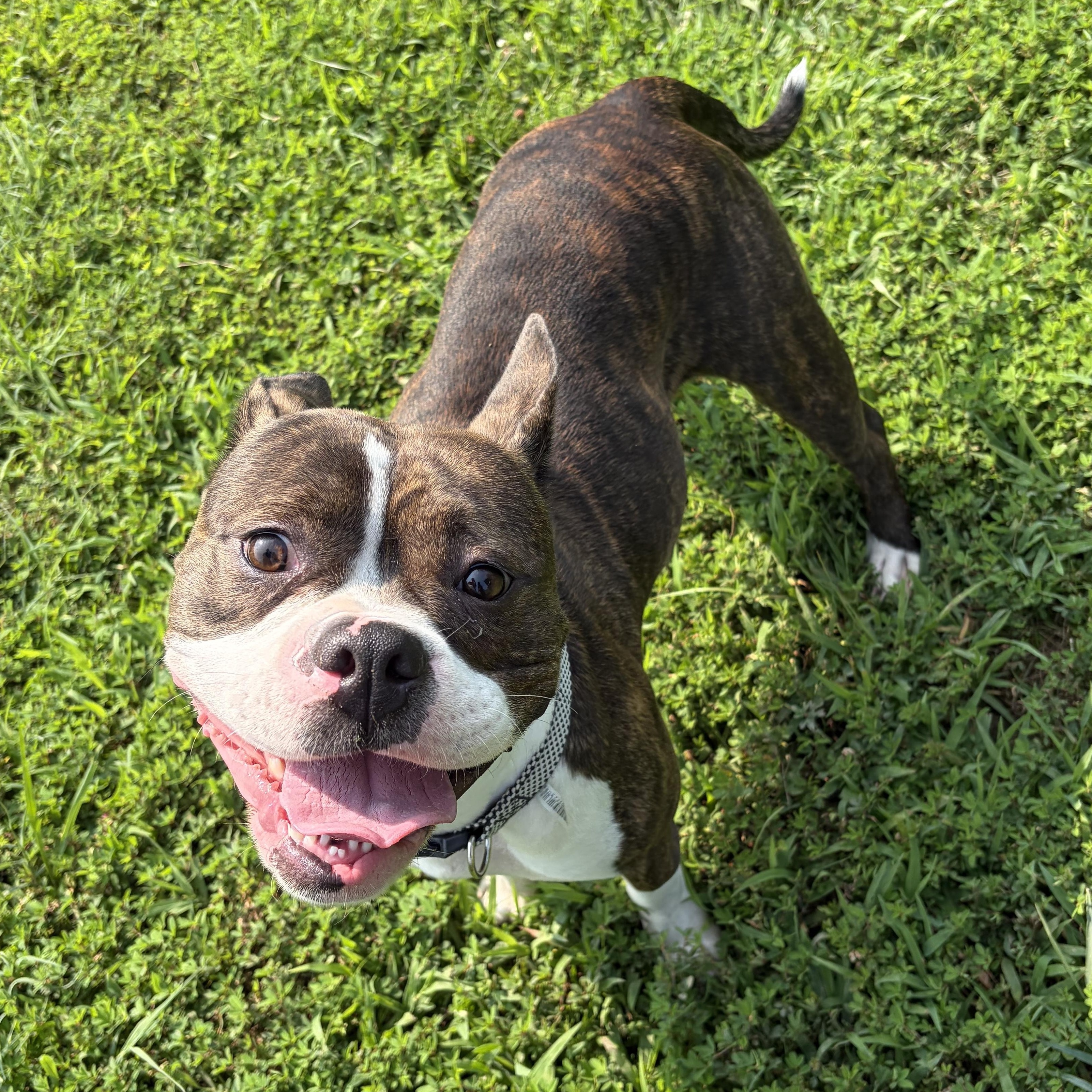 Bee (ID 52403), a Adoptable Boston Terrier in Manassas, VA image 1/3