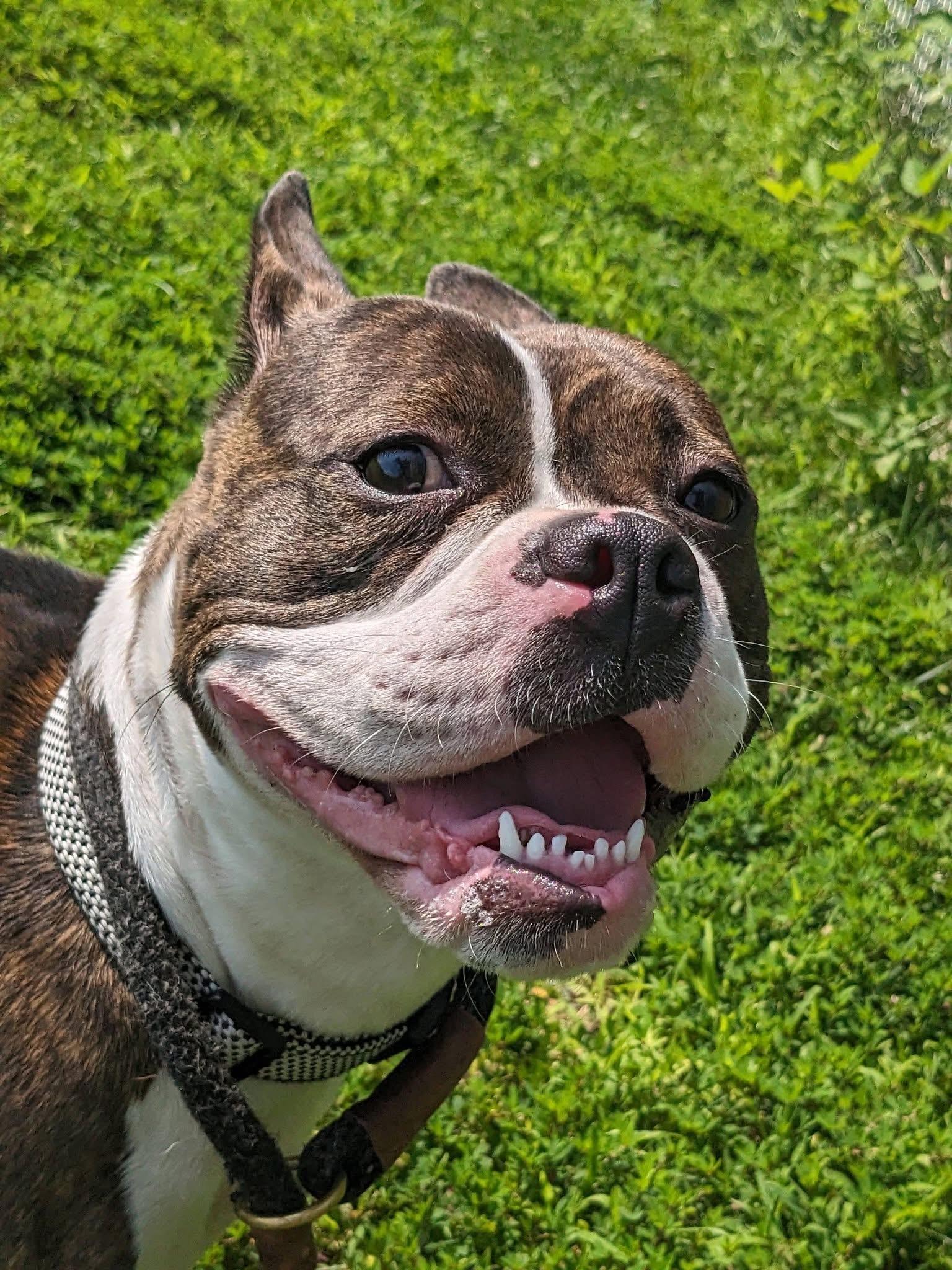 Bee (ID 52403), a Adoptable Boston Terrier in Manassas, VA image 2/3