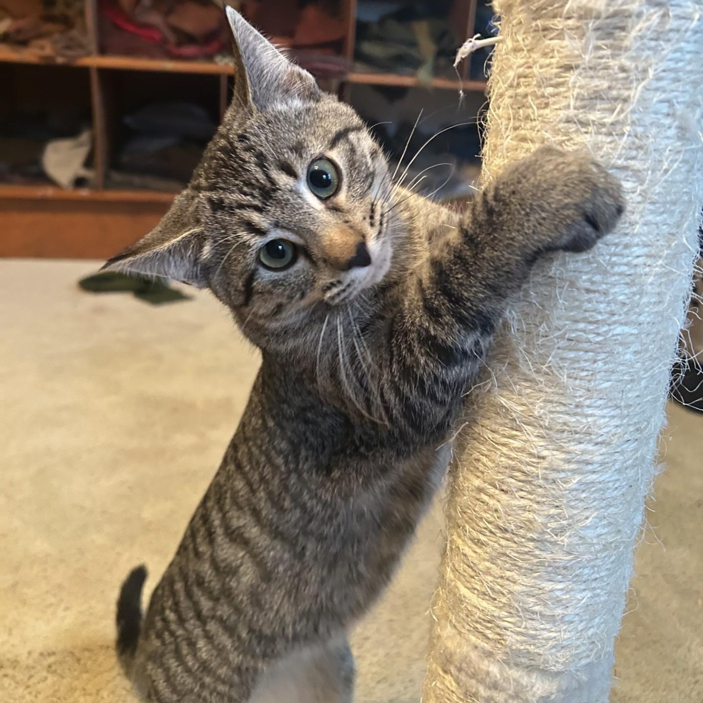 Grumble, adopted, Kitten Male Domestic Short Hair.