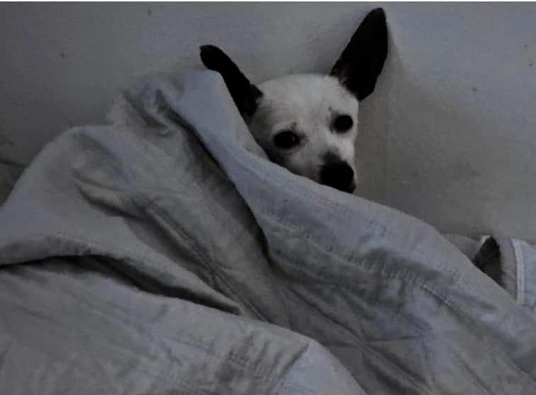 Enlarge Spikey, a Adoptable Chihuahua in Glendale, NY image 3/3