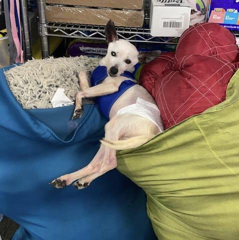 Enlarge Spikey, a Adoptable Chihuahua in Glendale, NY image 2/3