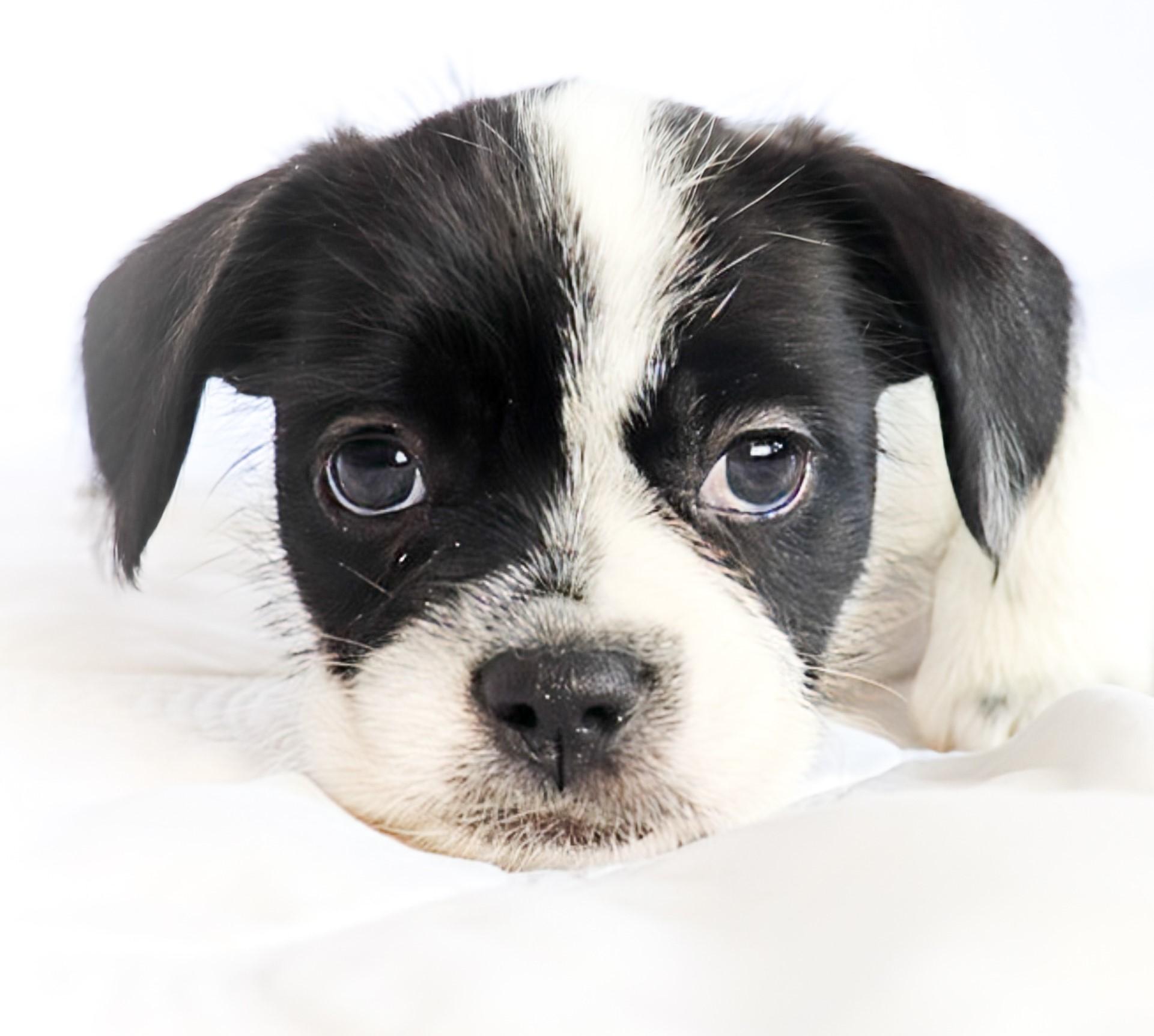 Jennifer (Lopez), adopted, Puppy Female French Bulldog & Shih Tzu.