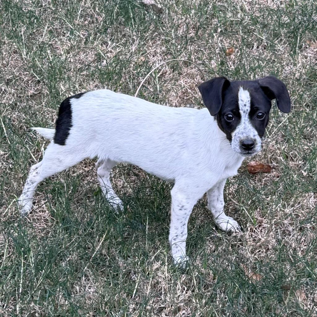 Olive, Adopted, Puppy Female Rat Terrier & Beagle.