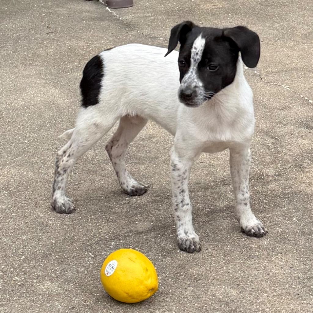 Enlarge Olive, a Adopted mixed breed in Little Rock, AR image 2/5