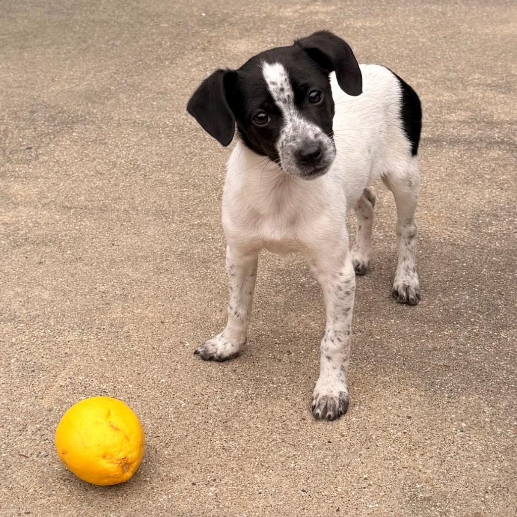 Enlarge Olive, a Adopted mixed breed in Little Rock, AR image 3/5