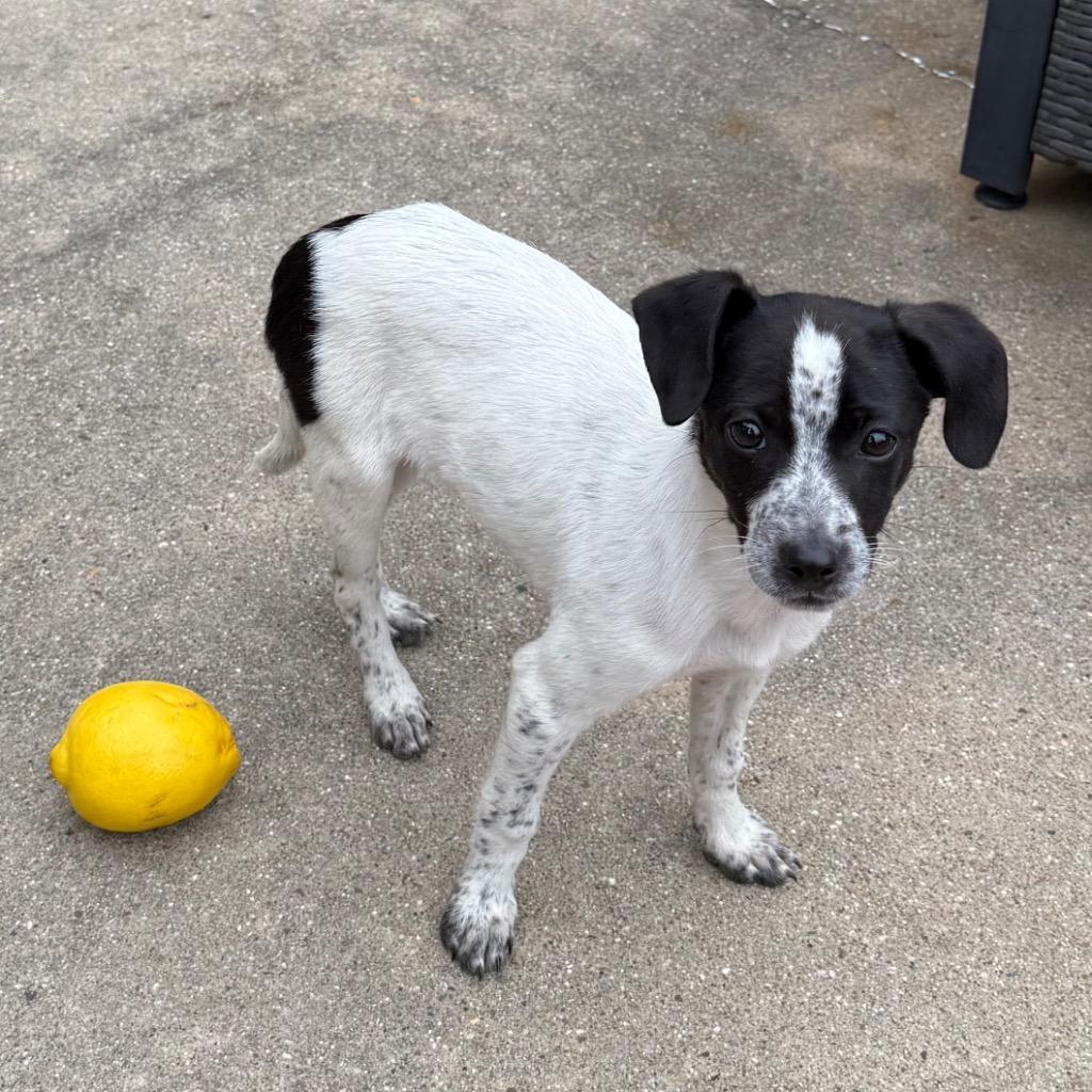 Enlarge Olive, a Adopted mixed breed in Little Rock, AR image 4/5