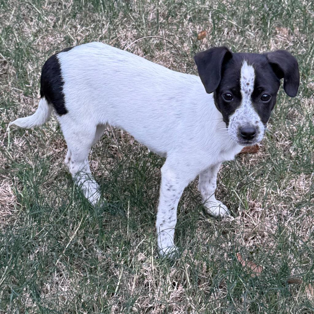 Enlarge Olive, a Adopted mixed breed in Little Rock, AR image 5/5