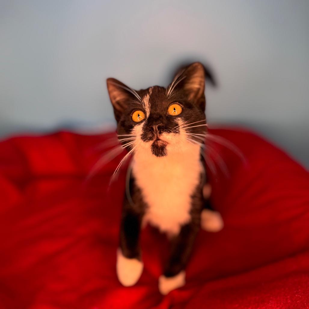 Adalind, Adoptable, Kitten Female Domestic Medium Hair.