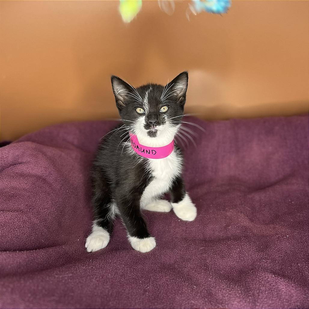 Enlarge Adalind, a Adoptable Domestic Medium Hair in San Antonio, TX image 2/6