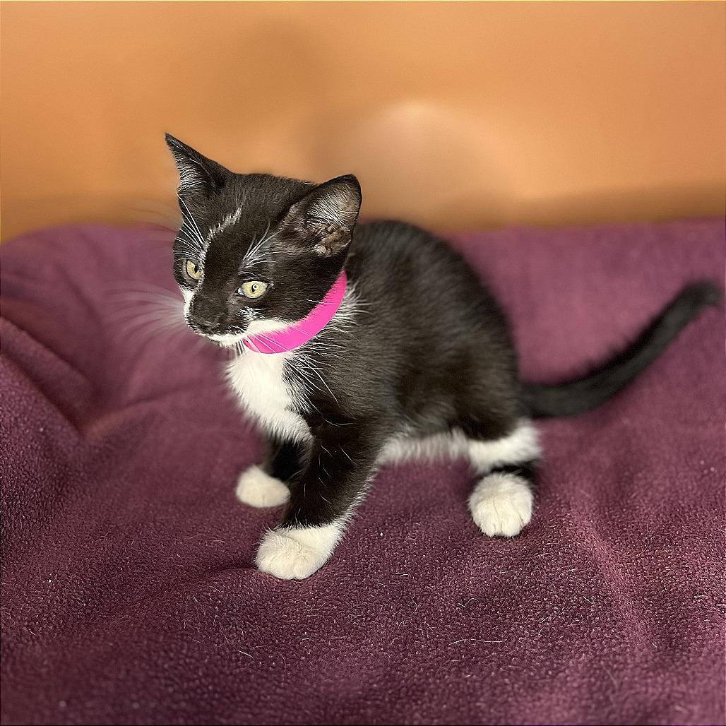 Enlarge Adalind, a Adoptable Domestic Medium Hair in San Antonio, TX image 3/6