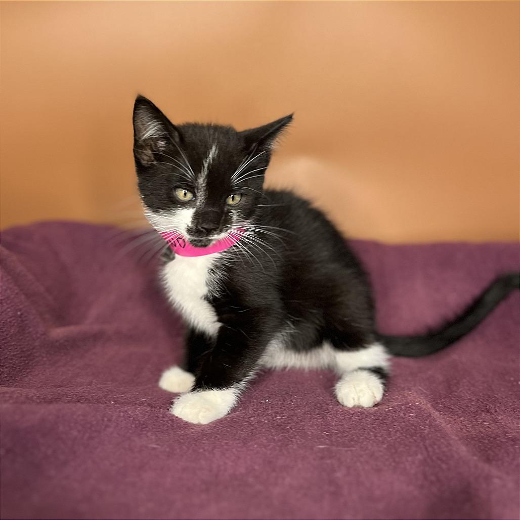 Enlarge Adalind, a Adoptable Domestic Medium Hair in San Antonio, TX image 4/6