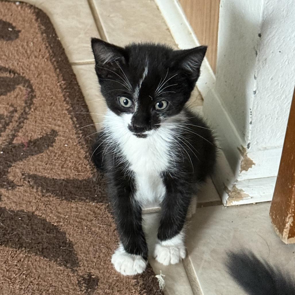 Enlarge Adalind, a Adoptable Domestic Medium Hair in San Antonio, TX image 5/6