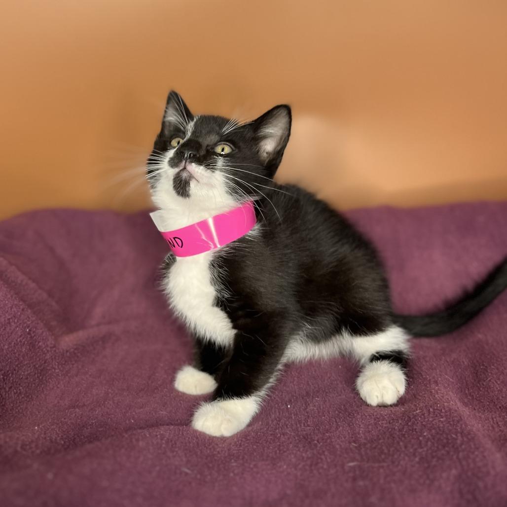 Enlarge Adalind, a Adoptable Domestic Medium Hair in San Antonio, TX image 6/6