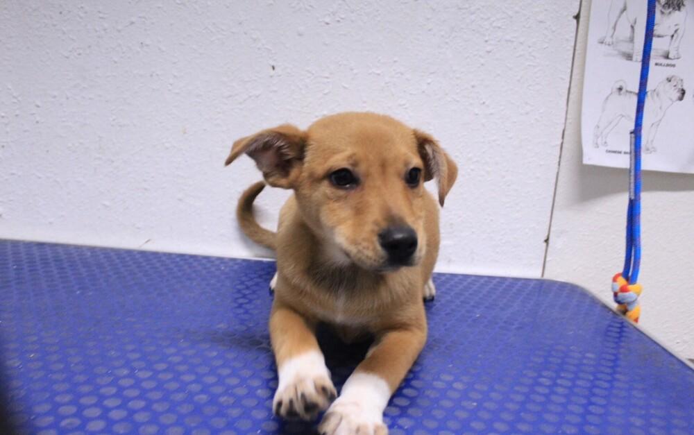 Clyde, Adoptable, Young Male Shepherd.