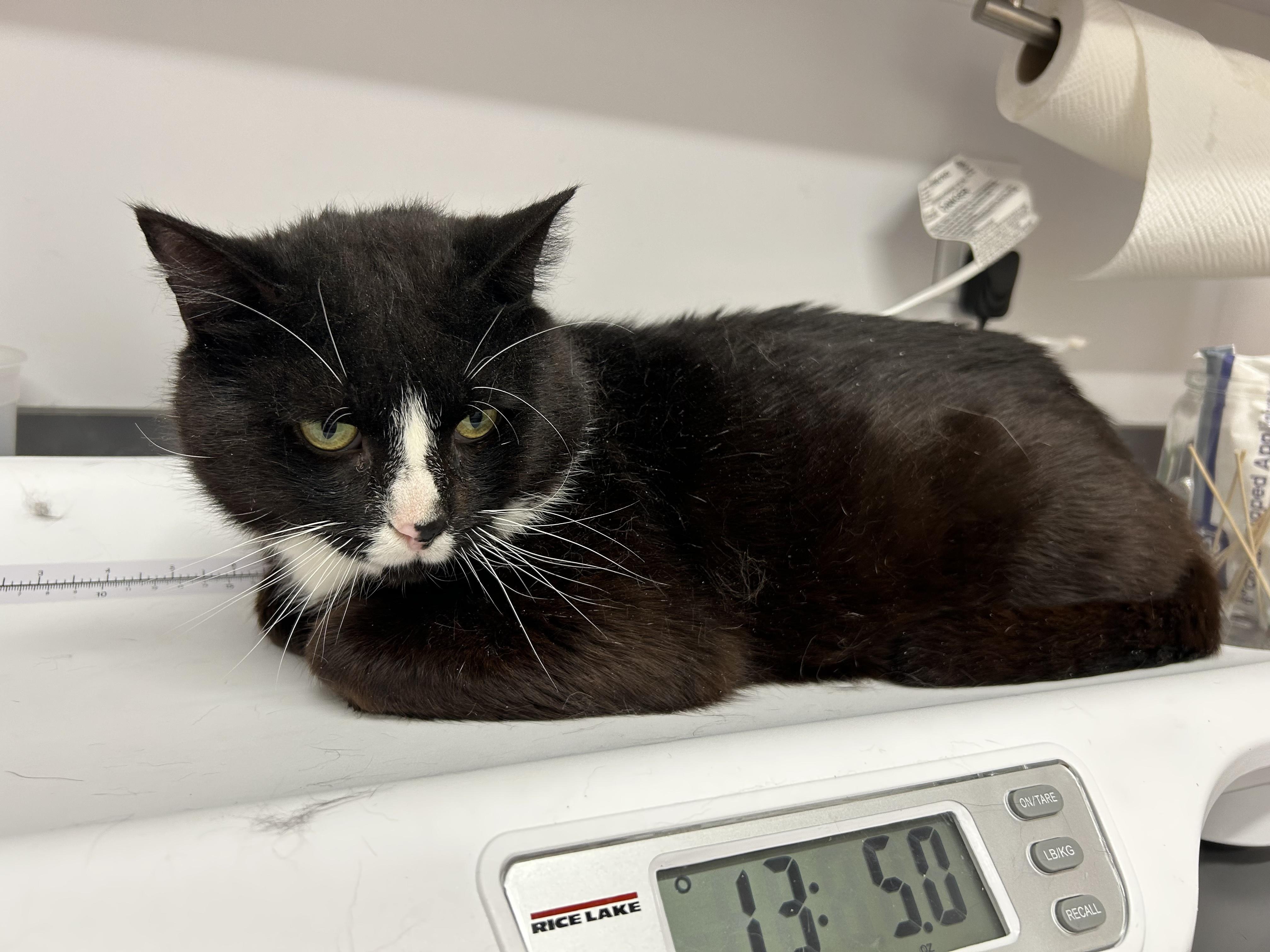 Enlarge Scooter, a ADOPTABLE Tuxedo in Mount Royal, NJ image 2/2