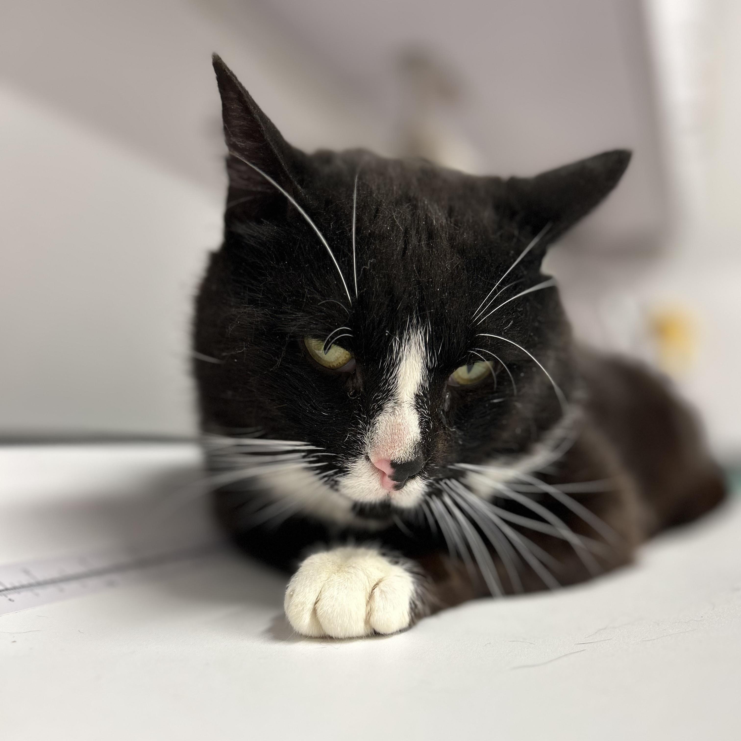Enlarge Scooter, a ADOPTABLE Tuxedo in Mount Royal, NJ image 1/2