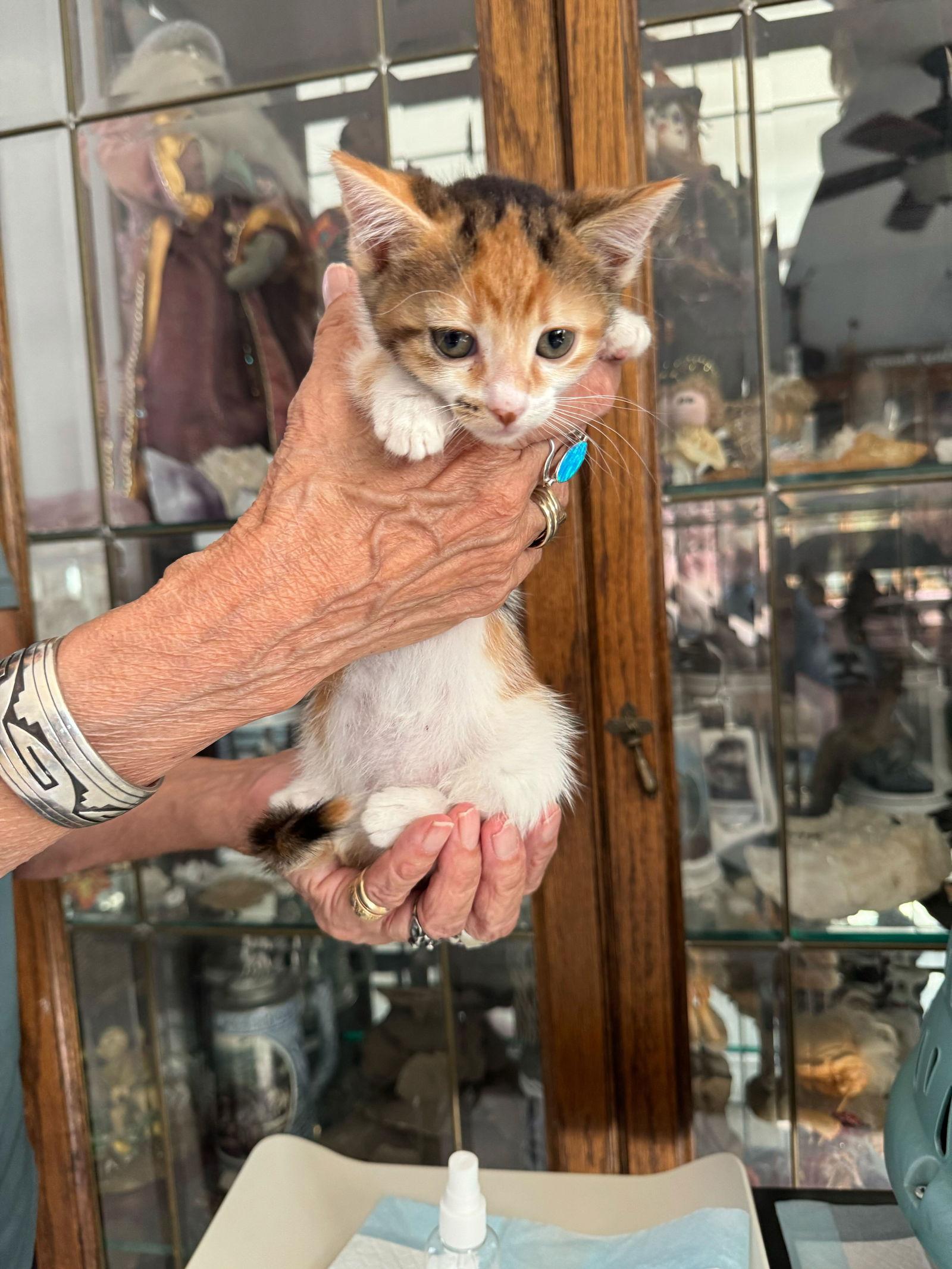 Enlarge Yuzu, a Adoptable mixed breed in Riverside, CA image 1/1