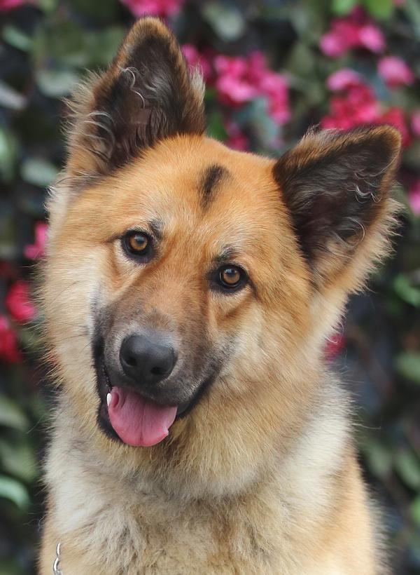 Enlarge Denver von Dohna", a Adoptable mixed breed in Los Angeles, CA image 3/6