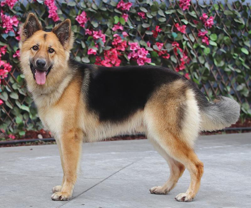 Enlarge Denver von Dohna", a Adoptable mixed breed in Los Angeles, CA image 6/6