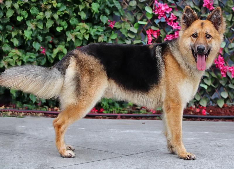 Enlarge Denver von Dohna", a Adoptable mixed breed in Los Angeles, CA image 5/6