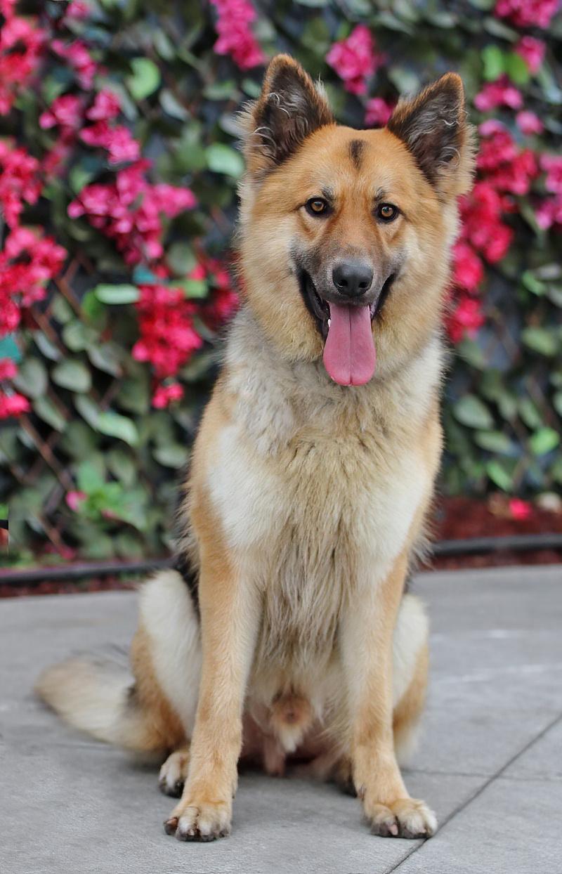 Enlarge Denver von Dohna", a Adoptable mixed breed in Los Angeles, CA image 4/6