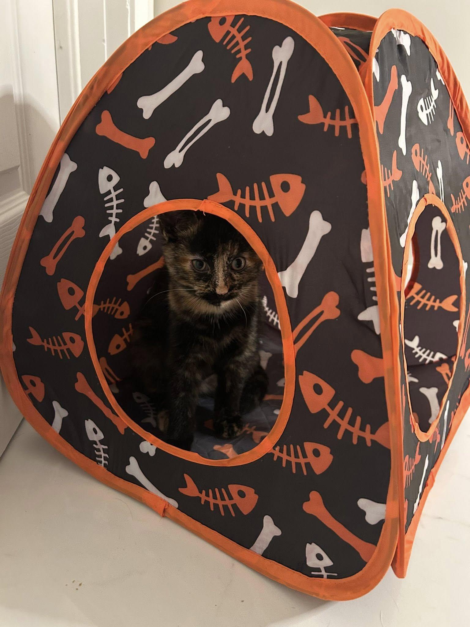 Trix, Adoptable, Young Female Tortoiseshell.