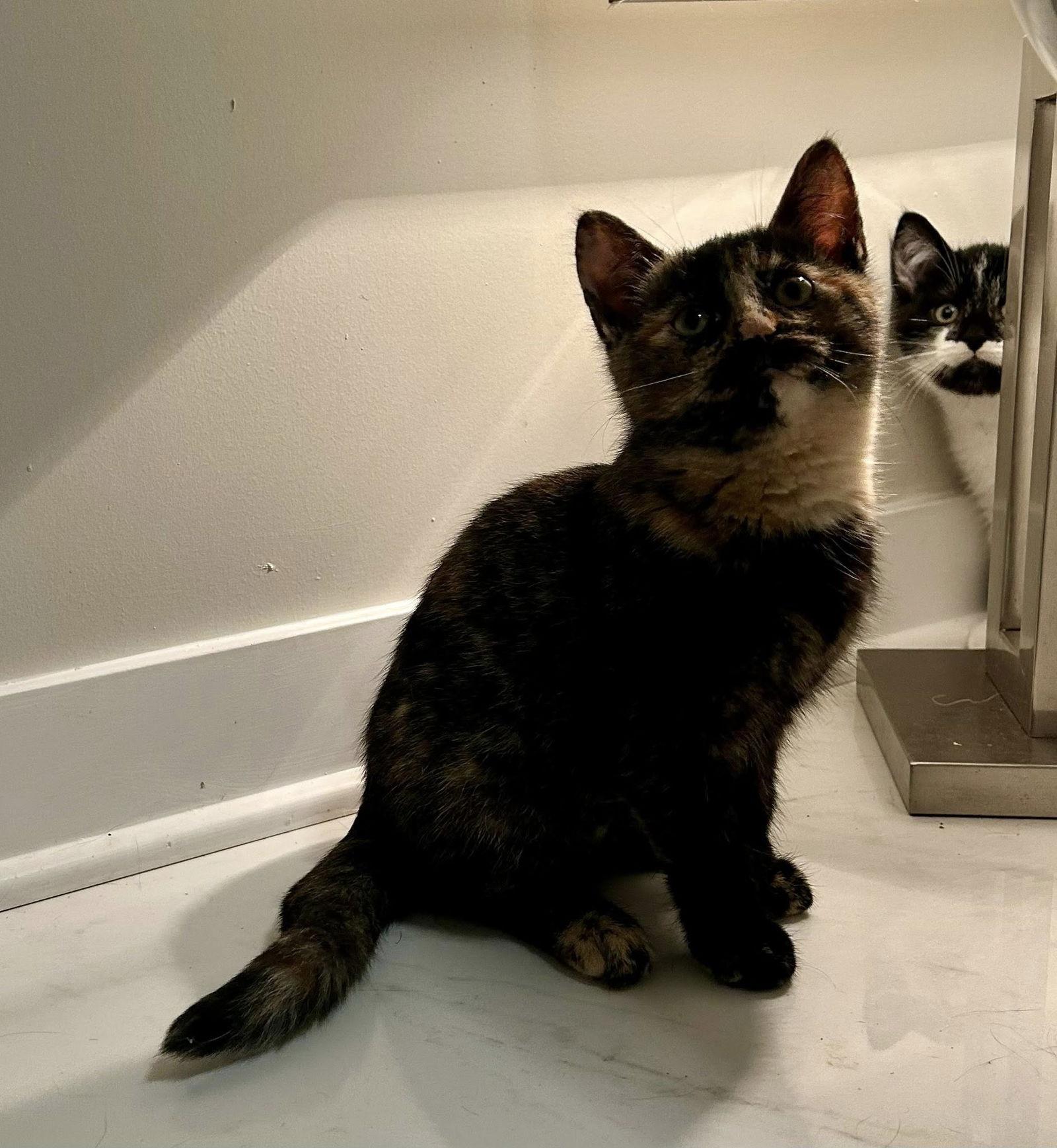 Enlarge Trix, a Adoptable Tortoiseshell in Orleans, ON image 2/3