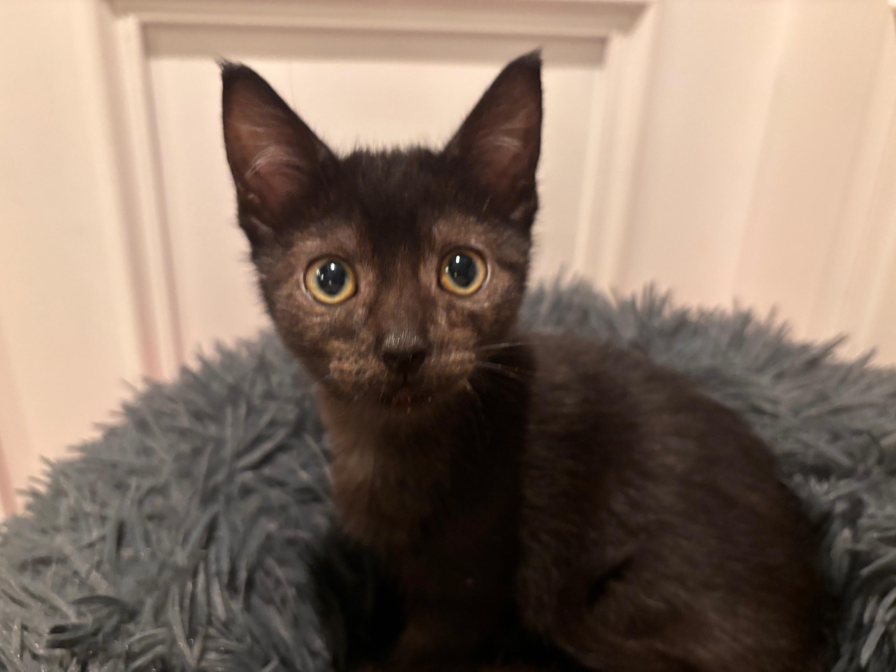 Enlarge Alice, a Adopted Domestic Short Hair in St. Charles, IL image 1/3