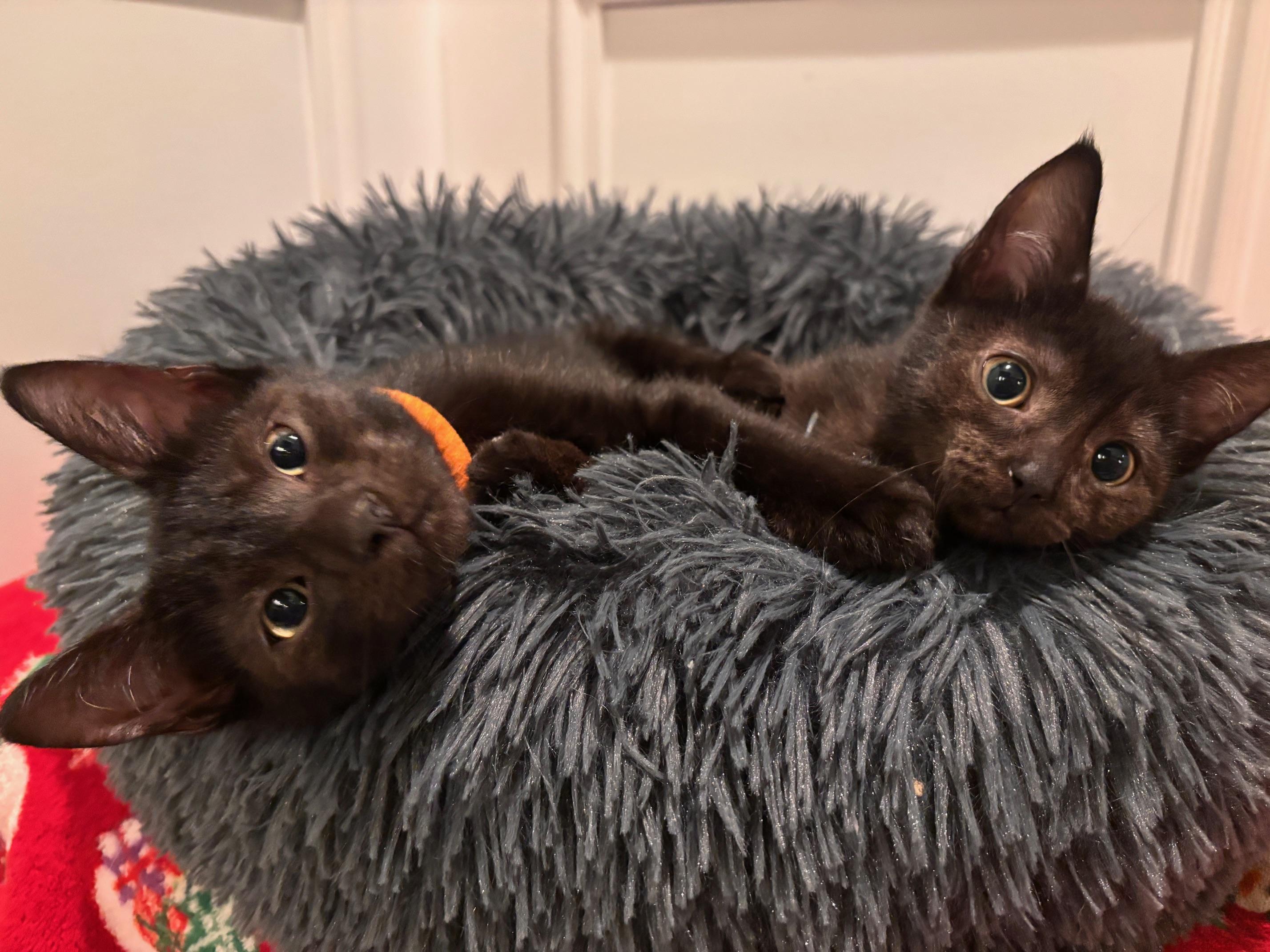 Enlarge Alice, a Adopted Domestic Short Hair in St. Charles, IL image 2/3