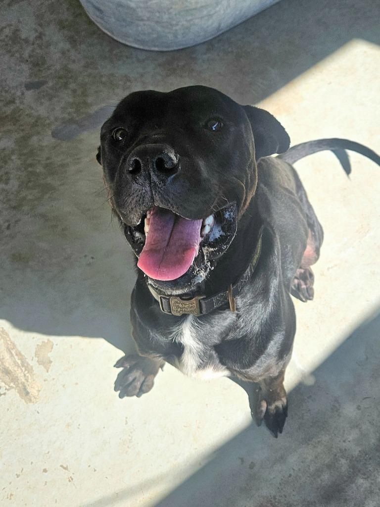 Hunter, Adoptable, Adult Male American Bulldog & Mastiff.