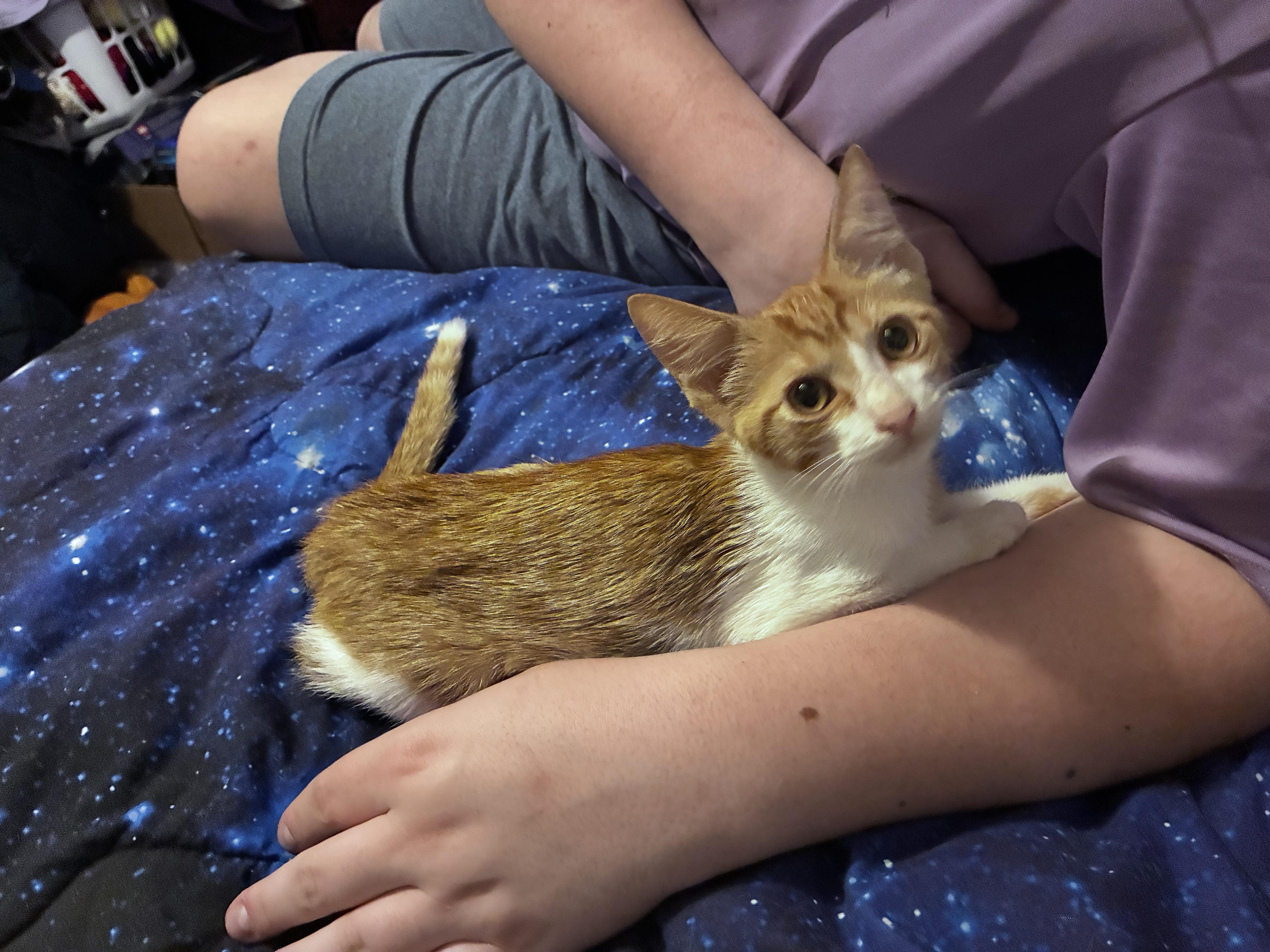 Nova (Flame), adopted, Kitten Male Domestic Short Hair.