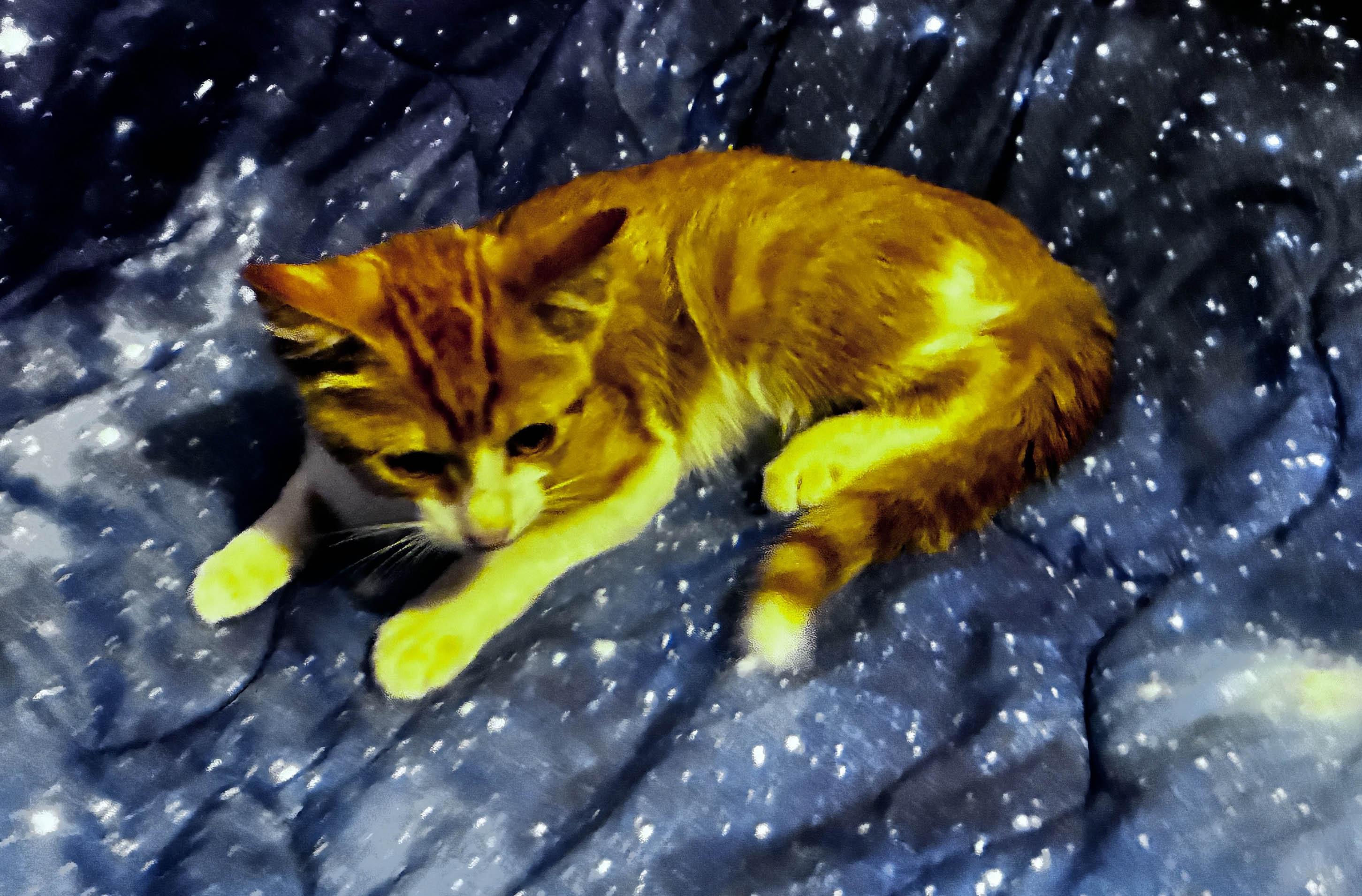 Nova (Flame), an adopted Domestic Short Hair in Cordova, TN image 2/2
