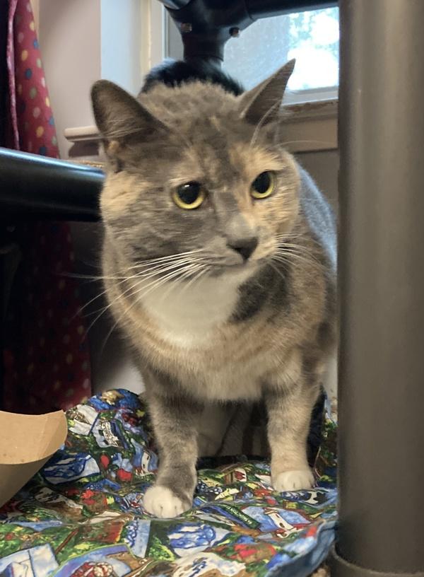 Enlarge Maisy, a Adoptable mixed breed in Santa Rosa, CA image 1/6