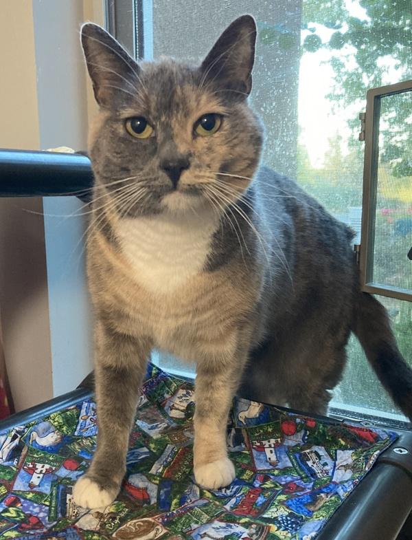 Enlarge Maisy, a Adoptable mixed breed in Santa Rosa, CA image 3/6