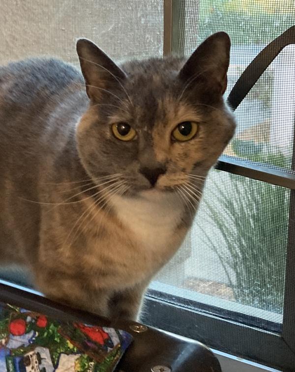 Enlarge Maisy, a Adoptable mixed breed in Santa Rosa, CA image 4/6