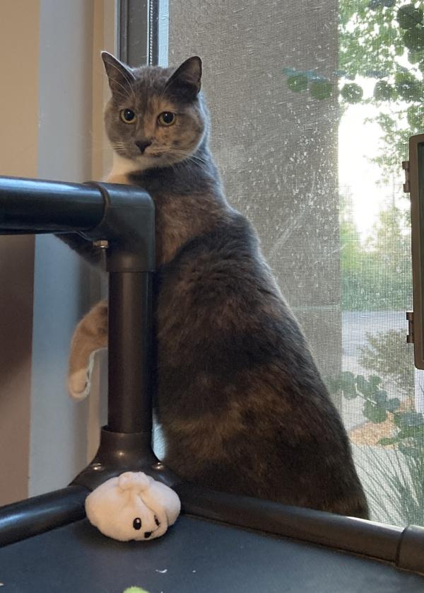 Enlarge Maisy, a Adoptable mixed breed in Santa Rosa, CA image 5/6