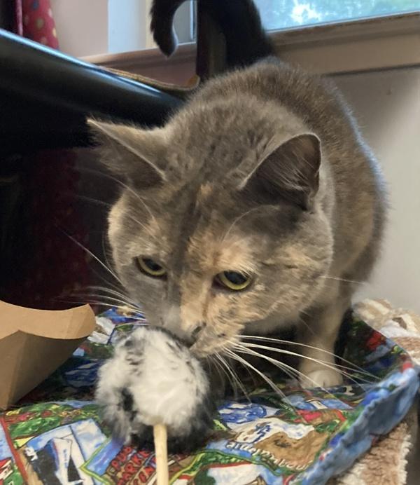 Enlarge Maisy, a Adoptable mixed breed in Santa Rosa, CA image 6/6