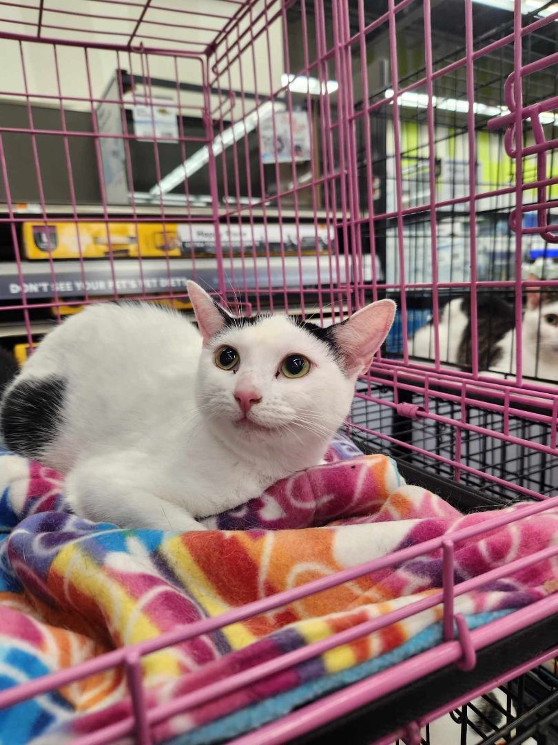 Minx, Adoptable, Young Female Domestic Short Hair.