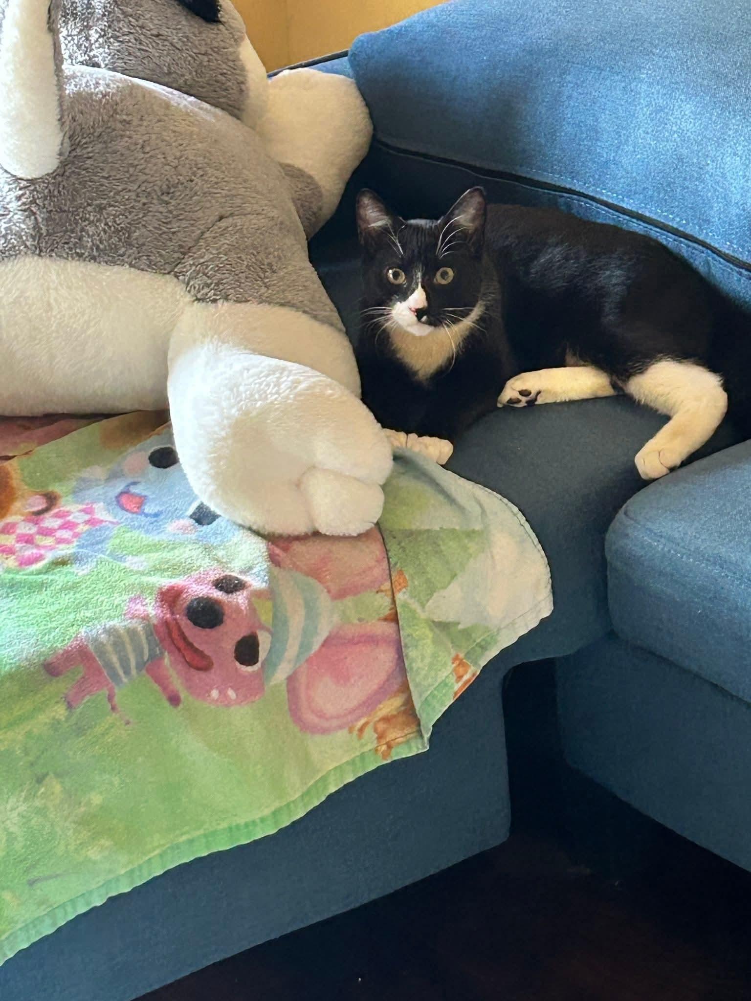 NOODLES, a Adoptable Domestic Short Hair in brooklyn, NY image 1/2