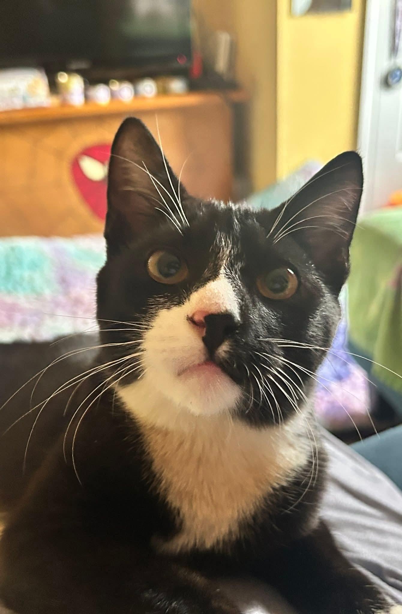 NOODLES, a Adoptable Domestic Short Hair in brooklyn, NY image 2/2