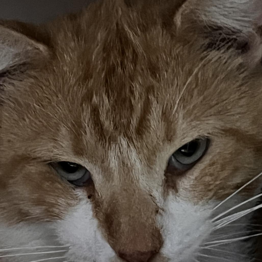 Fat Fat, Adoptable, Adult Male Domestic Short Hair & Domestic Short Hair.