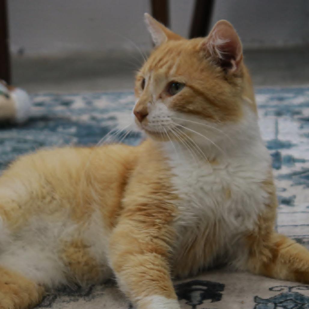 Fat Fat, a Adoptable mixed breed in Madisonville, KY image 2/5