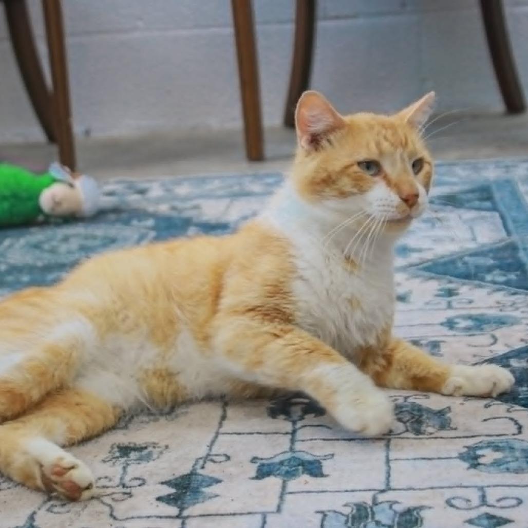 Fat Fat, a Adoptable mixed breed in Madisonville, KY image 3/5