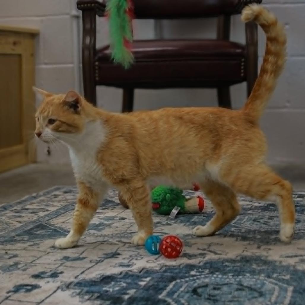 Fat Fat, a Adoptable mixed breed in Madisonville, KY image 4/5