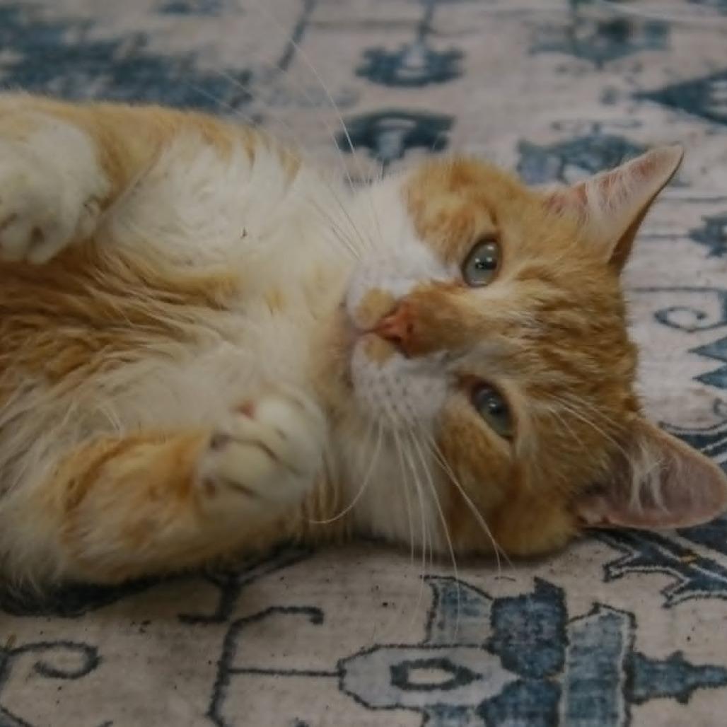 Fat Fat, a Adoptable mixed breed in Madisonville, KY image 5/5