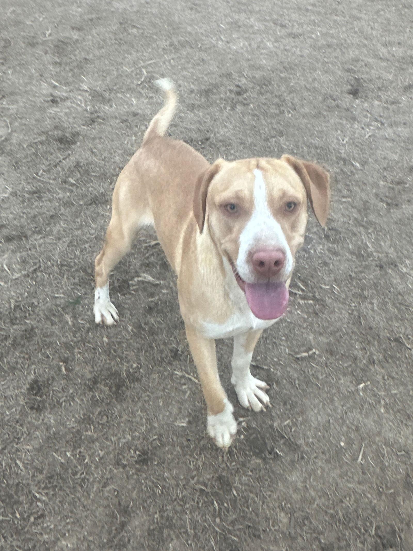 Gilbert, Adoptable, Puppy Male Hound.