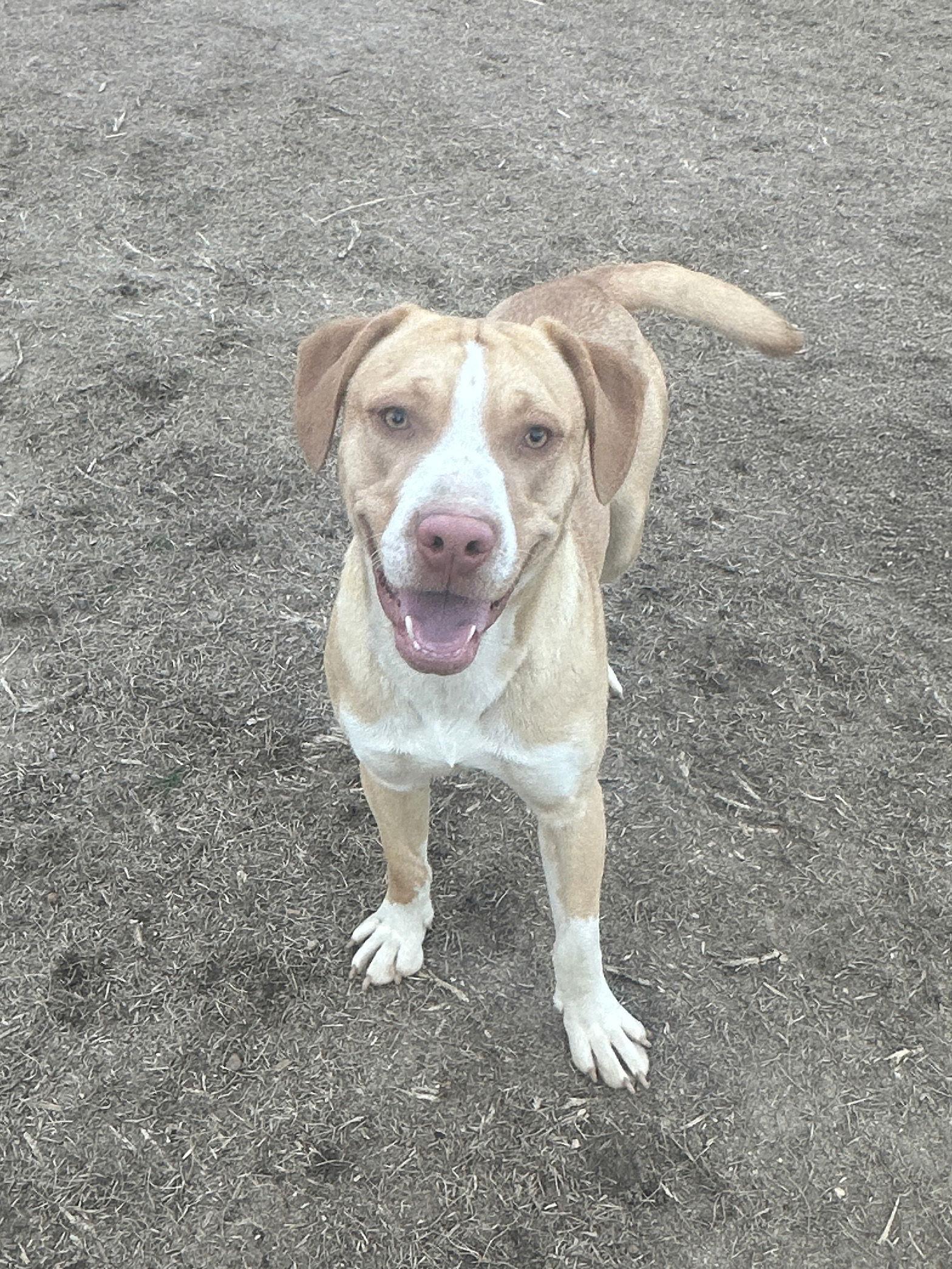 Gilbert, a Adoptable Hound in Eastman, GA image 2/2